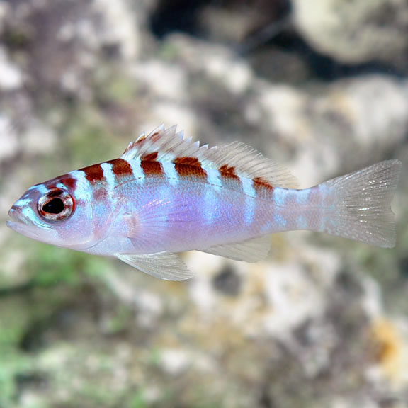 Chalk Bass Chalk Bass